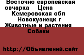 Восточно европейская овчарка! › Цена ­ 25 000 - Кемеровская обл., Новокузнецк г. Животные и растения » Собаки   